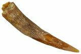 Fossil Pterosaur (Siroccopteryx) Tooth - Morocco #274257-1